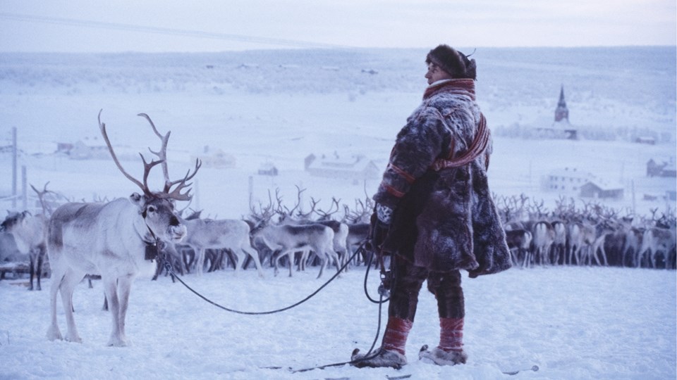 Foto av en  samisk kvinna med en ren  och en större renhjord i bakgrunden i ett vinterlandskap.