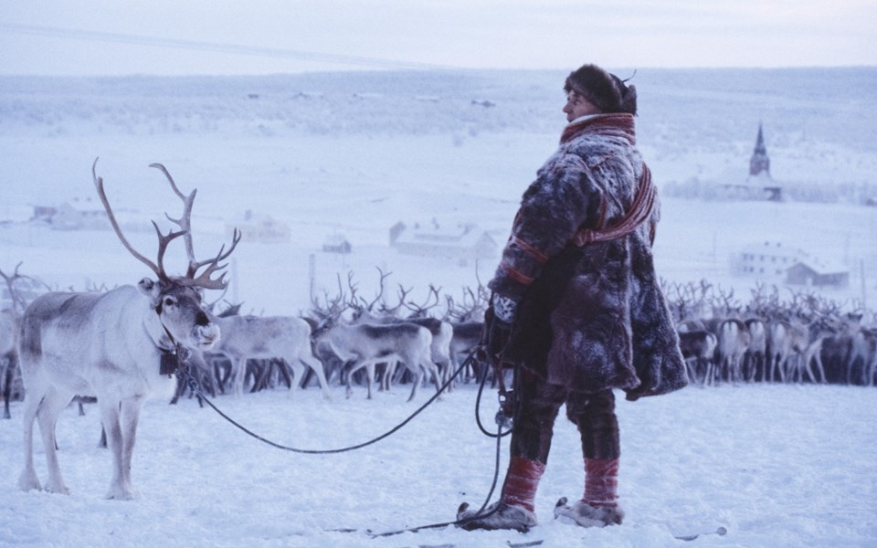 Foto av en  samisk kvinna med en ren  och en större renhjord i bakgrunden i ett vinterlandskap.