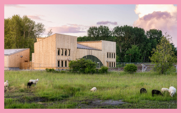 Betande får framför modern träbyggnad. Foto.